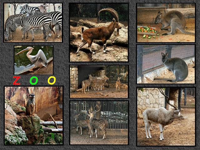 animals in zoo